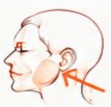 Jaw / Masseter