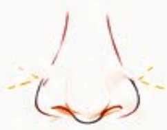 Bunny Lines